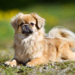 Tibetan Spaniel