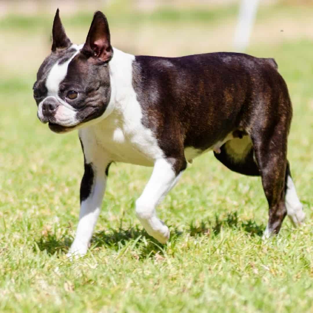 Seal & white boston terrier hot sale