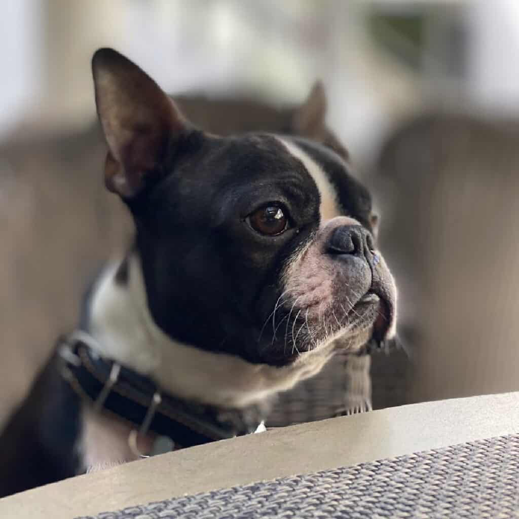 Boston Terrier Rescues In Nebraska Cost & Adoption Process Boston