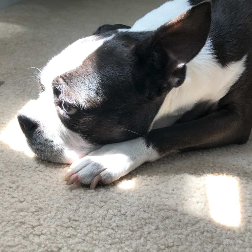Boston Terrier Rescues In Maryland - Cost & Adoption Process - Boston ...