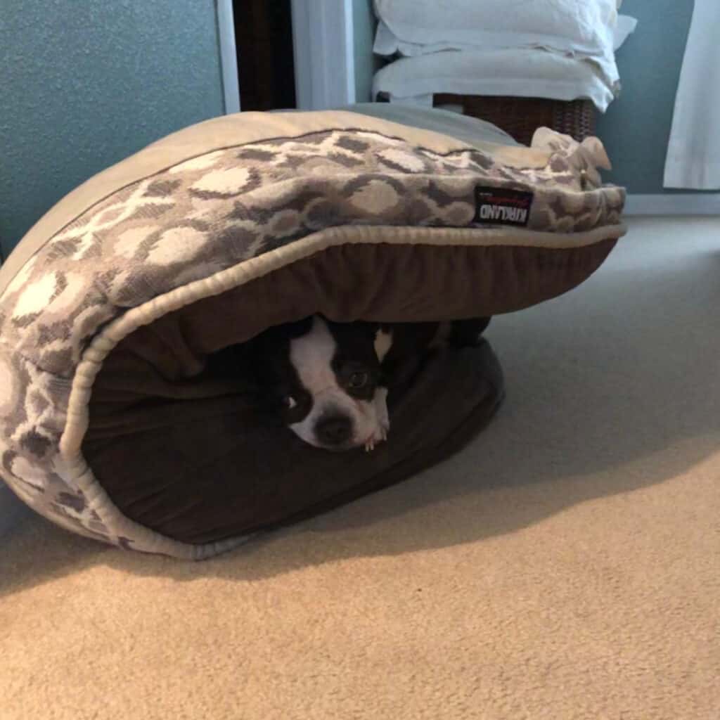 10 Things Only Boston Terrier Owners Would Understand - Boston Terrier ...