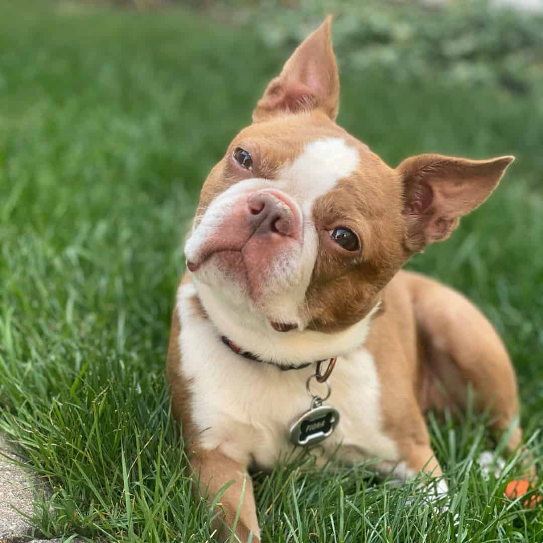 Tan shop boston terrier