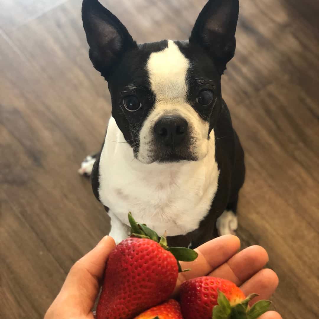 Can French Bulldogs Have Strawberries