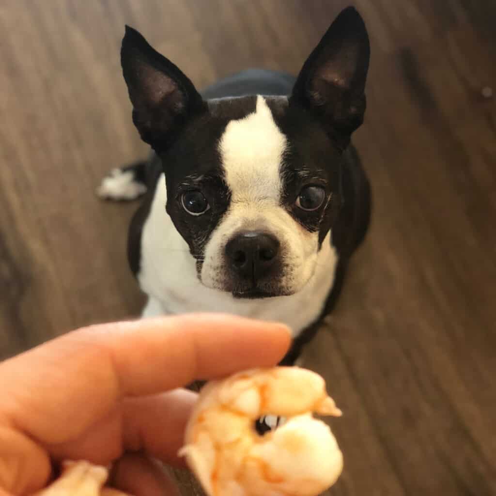 Can Boston Terriers Eat Shrimp? What You Need To Know (2021) Boston
