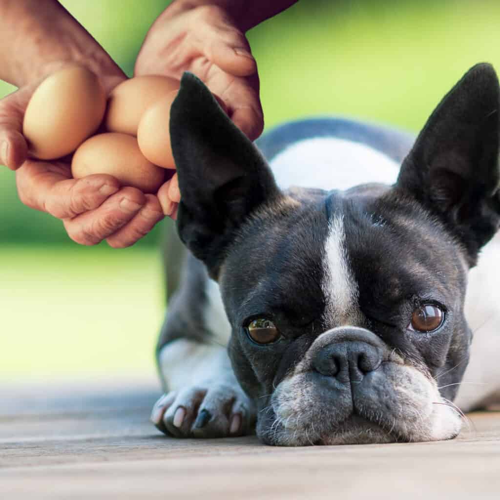 What Can Boston Terriers Eat