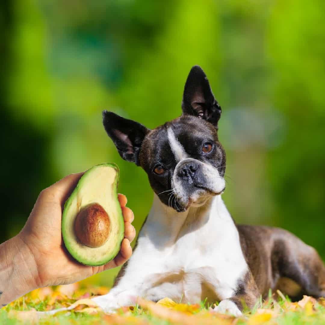 are avocados poisonous to dogs