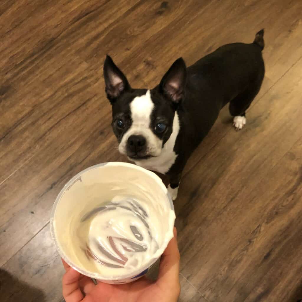 Can Boston Terriers Eat Yogurt? Everything You Need To Know! Boston