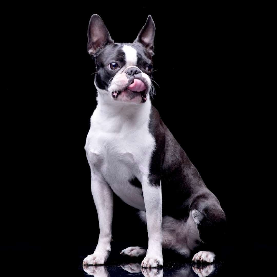 Best Dog Treats for Sensitive Stomachs Boston Terrier Society