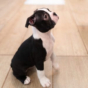 boston terrier puppy