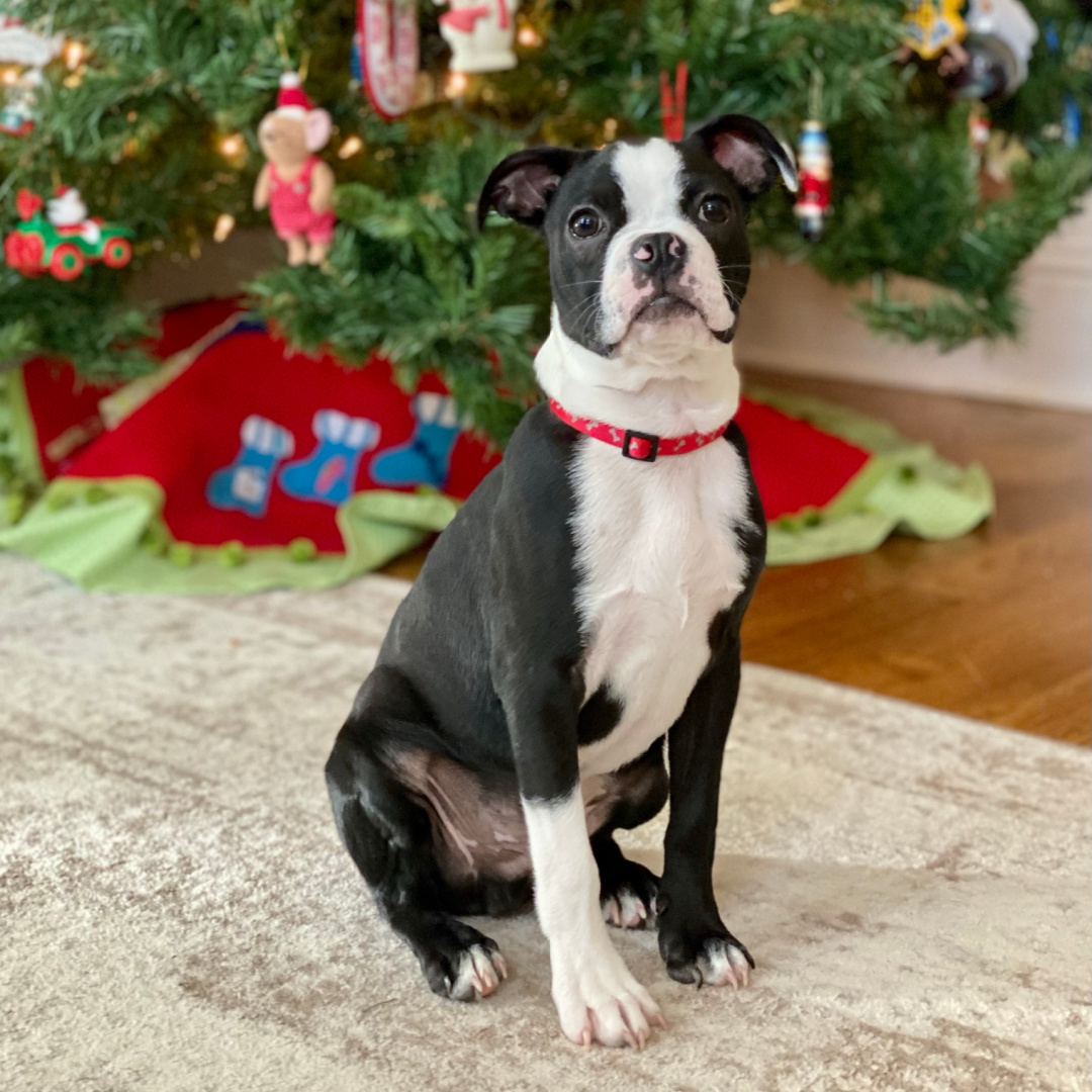 Bingley’s Boston Terrier Memorial - Boston Terrier Society