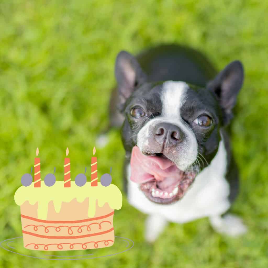 10 Stunning Boston Terrier Cake Toppers Boston Terrier Society