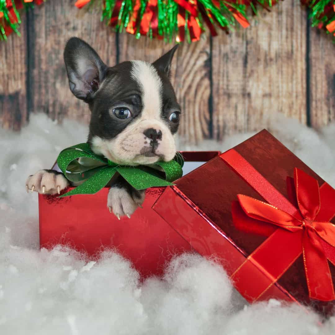 20 Fun Ways To Surprise, Your Wife With A Puppy! - Boston Terrier Society