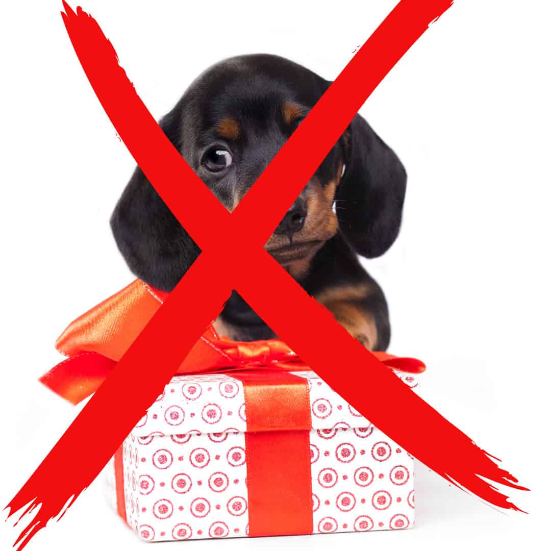 19 Reasons Why You Should NOT Give A Puppy As A Gift! Boston Terrier