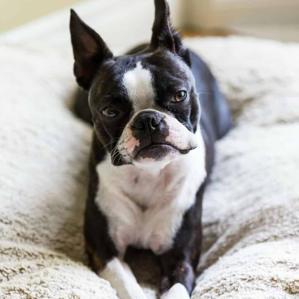 How To Teach Your Boston Terrier The "Go to Bed" Command! Boston