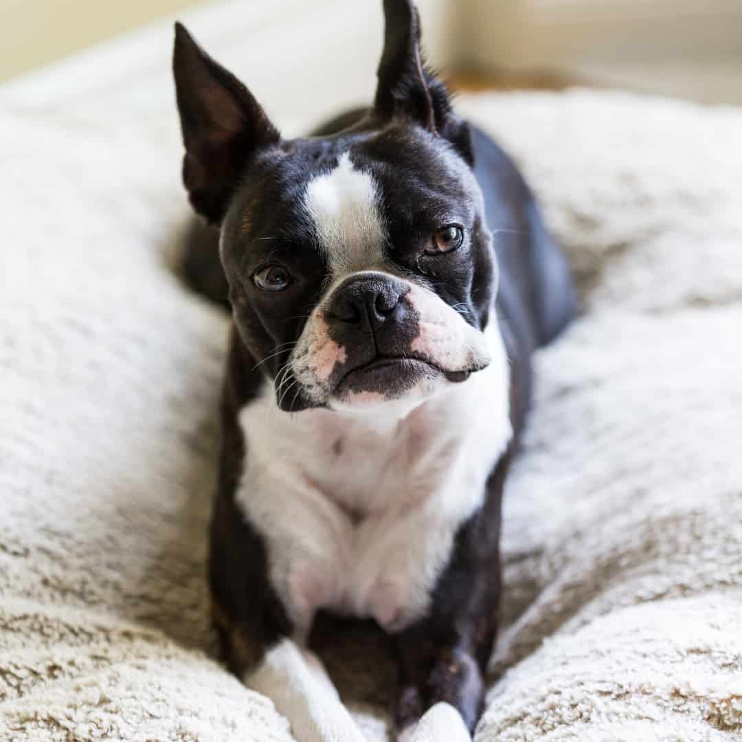 How To Teach Your Boston Terrier The "Go to Bed" Command! Boston