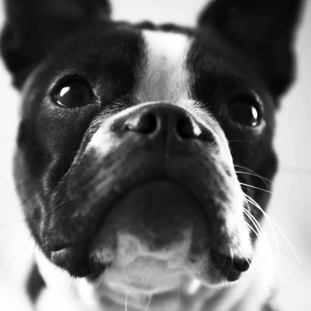 15 Epic Tricks To Teach Your Boston Terrier! - Boston Terrier Society