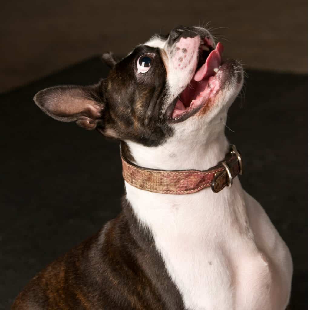 How to Teach Your Boston Terrier to Come (Step by Step) Boston