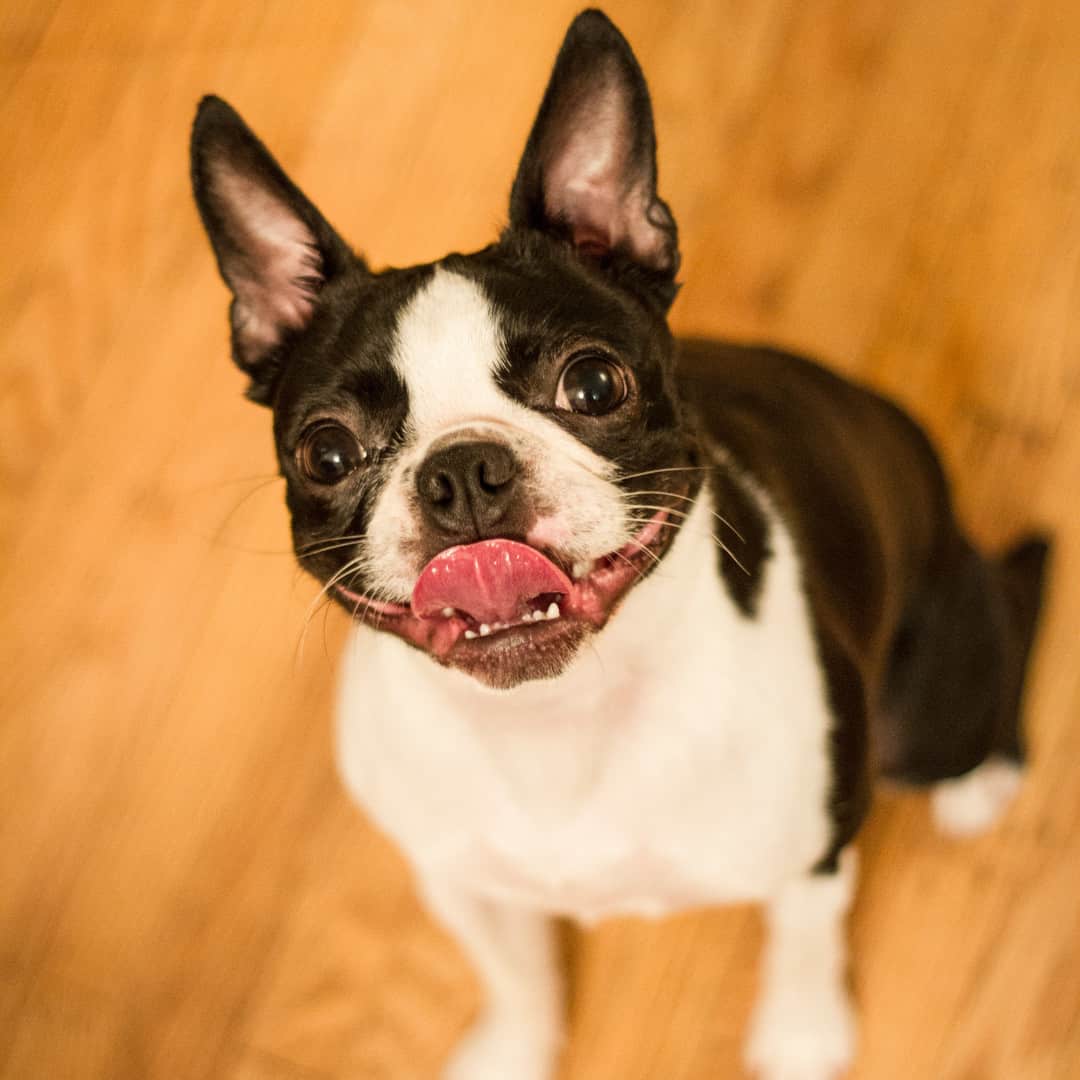 Boston deals terrier yelling
