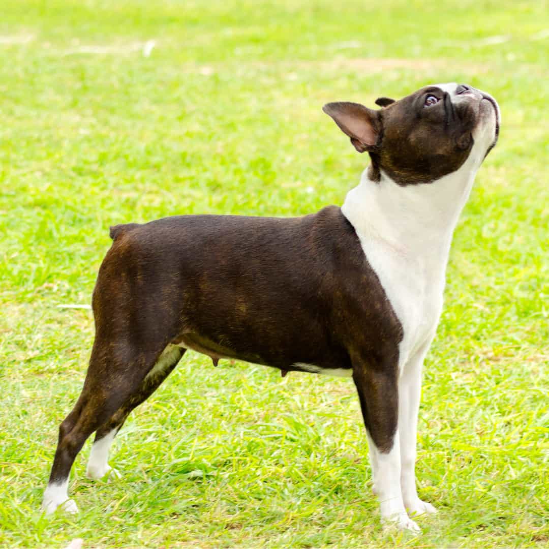 How To Teach Your Boston Terrier To Speak (Step by Step) Boston