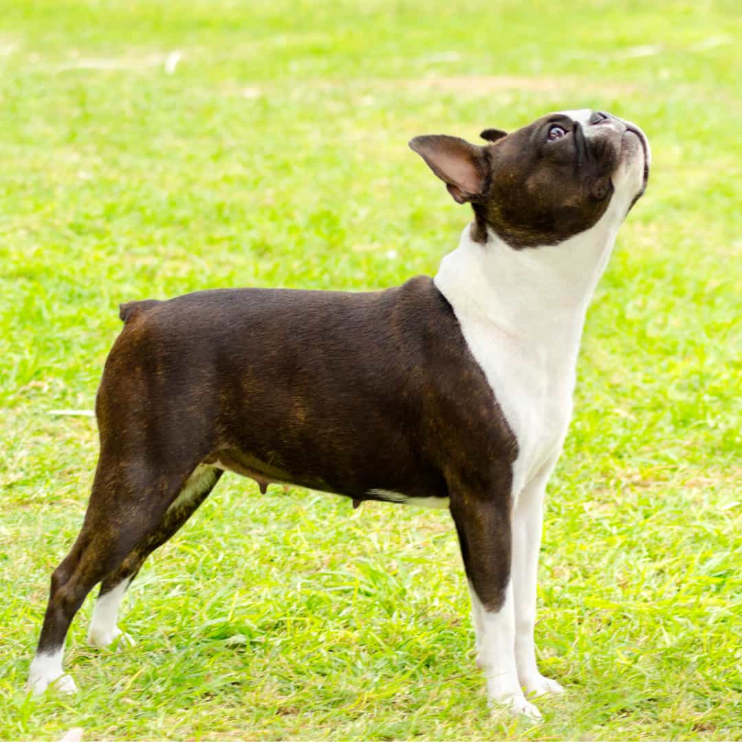 11 Easy Tips To Train The MOST Stubborn Boston Terrier Boston 11-easy-tips-to-train-the-most-stubborn-boston-terrier-boston