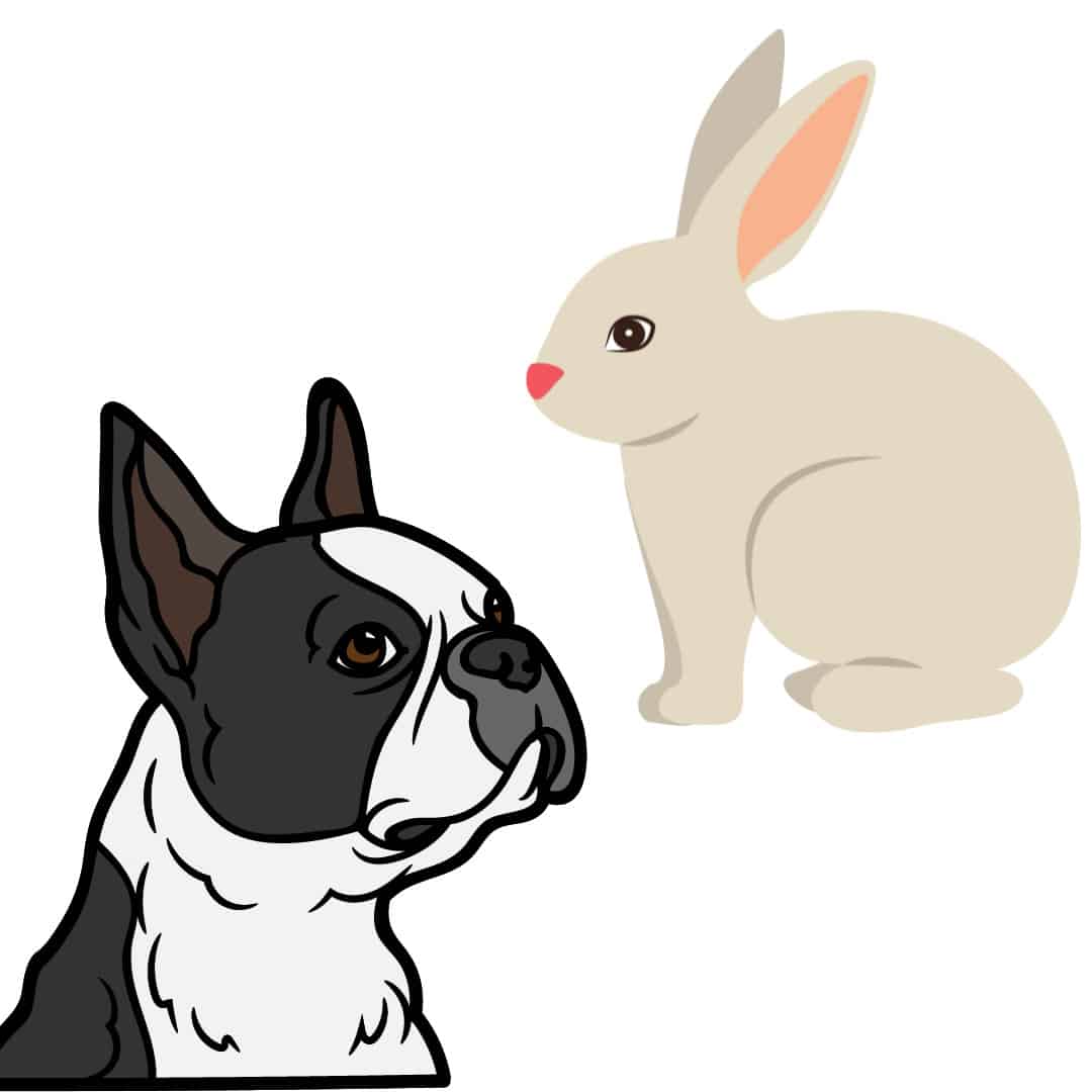 Introducing a Boston Terrier to a Rabbit StepbyStep Guide Boston Terrier Society