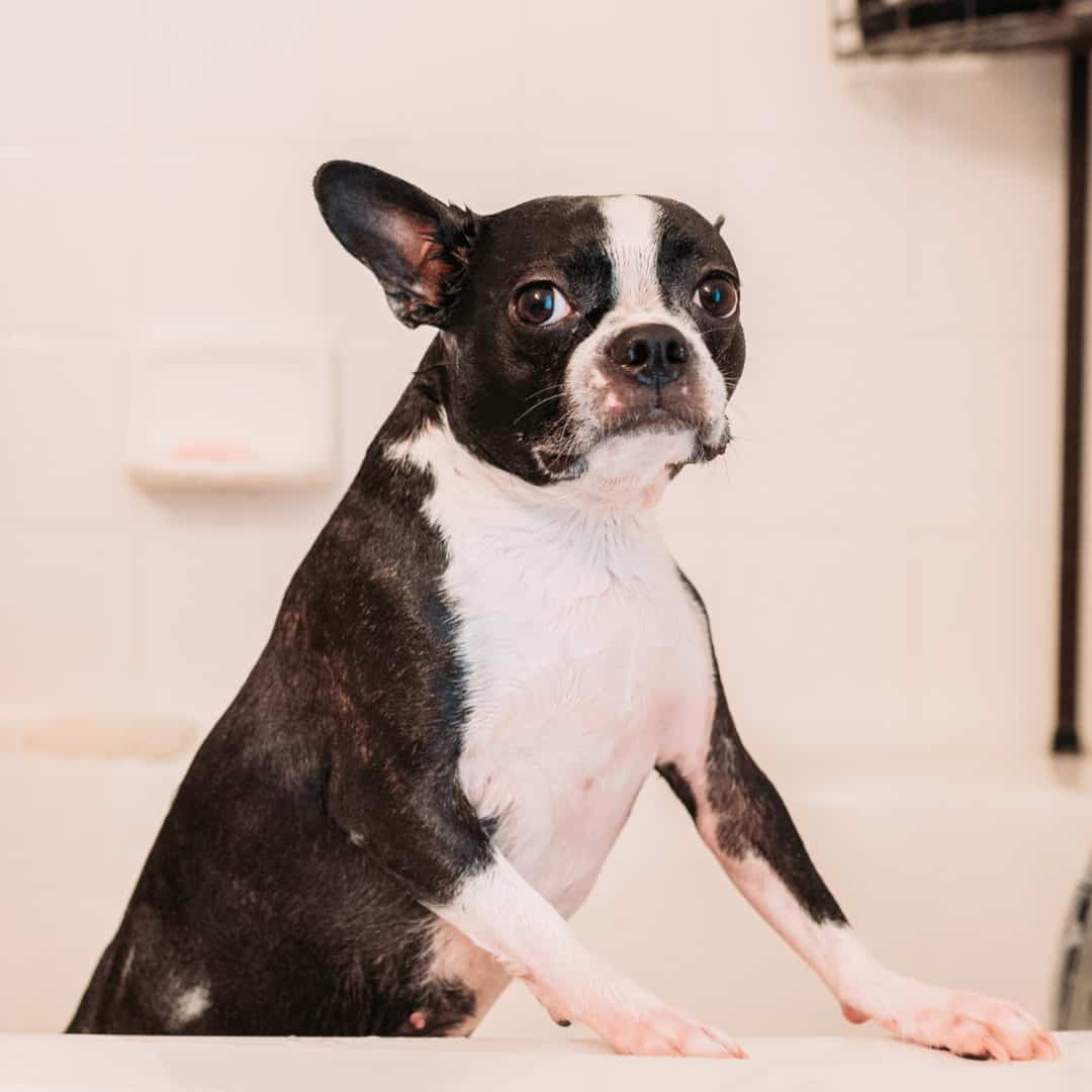 How To Stop Dog Tantrums