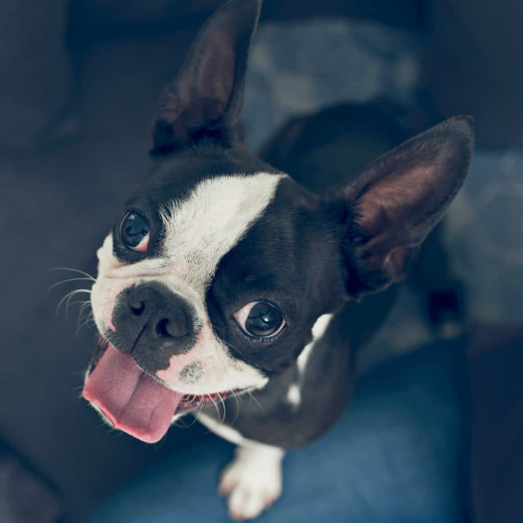 15 Adorable Dog Breeds That Weigh As Much As A Boston Terrier! Boston