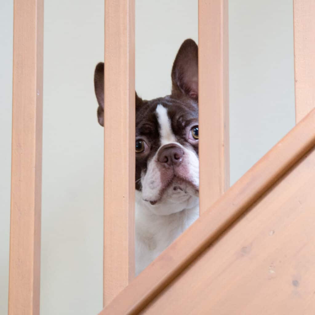 How to Introduce Your Boston Terrier to a New Crate or Kennel (Step by Step) Boston Terrier