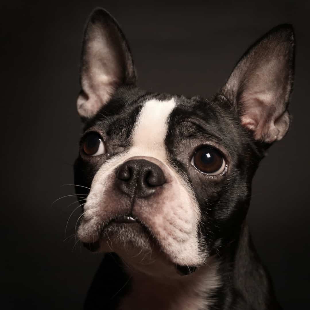 How to Introduce Your Boston Terrier to a New Puppy (Step by Step