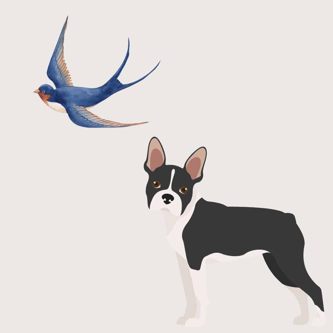 Do Boston Terriers Kill Birds? Golden Bailey Dogs