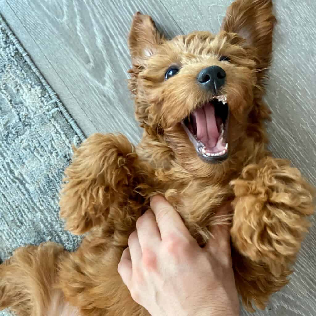 9 Surprising Reasons Dogs Love Belly Rubs Scientific Funny 