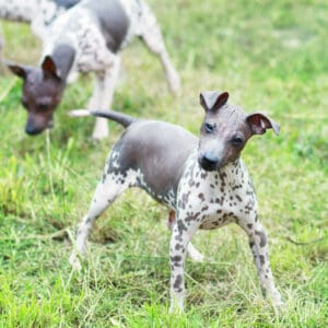 American Hairless Terrier dog breed