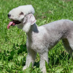 Bedlington Terrier dog breed