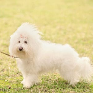 Bolognese dog breed