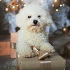 Bichon Frise dog breed