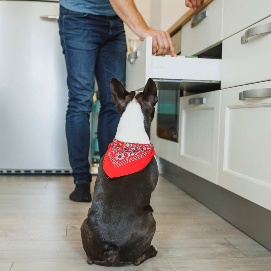 6 Best Dog Treats For Boston Terriers And 3 Treats To AVOID Boston Terrier Society