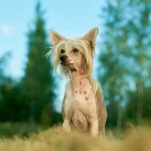Chinese Crested dog breed