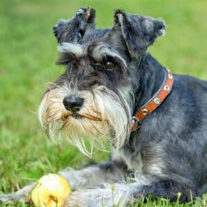 Miniature Schnauzer dog breed