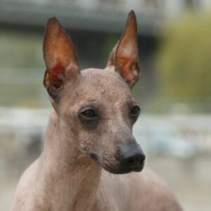 Peruvian Inca Orchid Dog Breed