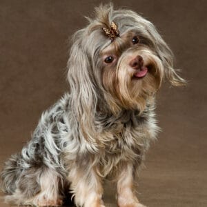 Russian Tsvetnaya Bolonka dog breed