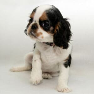 English Toy Spaniel