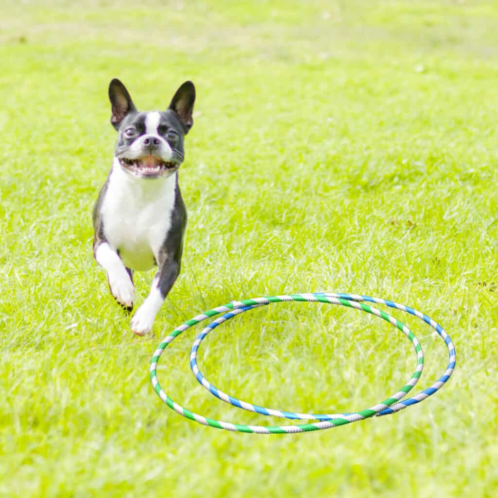 Easily Teach Your Boston Terrier to Jump Through a Hoop (Step by Step) Boston Terrier Society