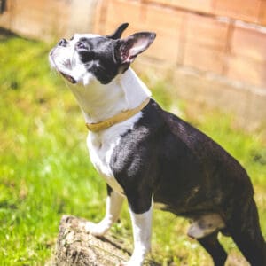 Boston Terrier