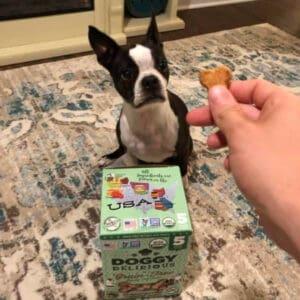 Boston Terrier waiting for Doggy Delirious Limited Ingredients All Natural Dog Treats, Peanut Butter Treat