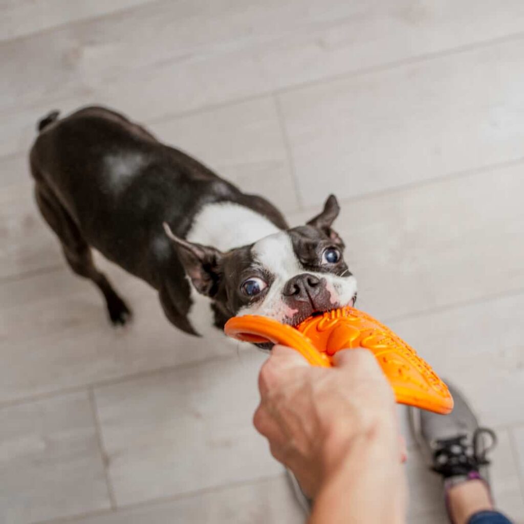 7 Best Chew Toys For Boston Terriers Aggressive Chewers (2023