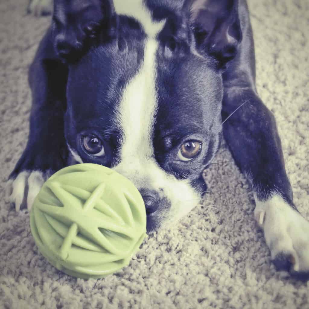 Boston terrier baby toy clearance