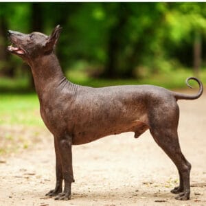 Xoloitzcuintli dog breed