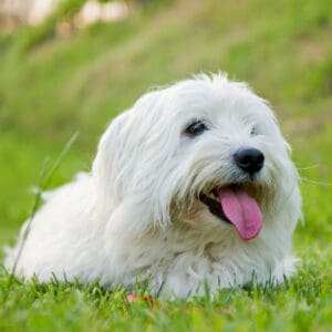 Coton de Tulear dog breed