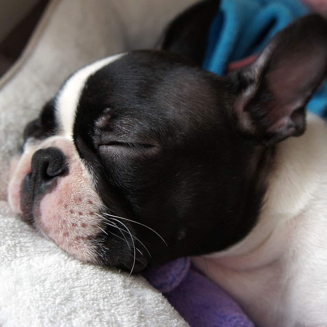 9 Of The Best Dog Beds For Boston Terriers (Plus What To Avoid