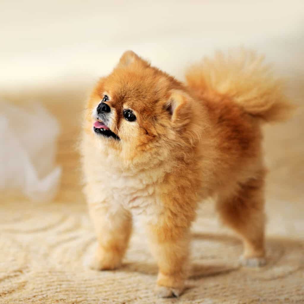12 Adorably Tiny Dog Breeds Who Stay 10 Lbs Or Smaller FOREVER 
